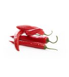 chili pepper isolated